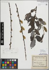 Foto von Salix myrsinifolia Salisb.
